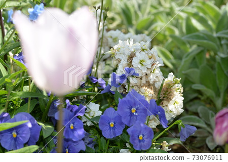 鬱金香和花園 鬱金香和花園 73076911