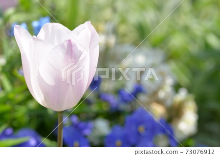鬱金香和花園 鬱金香和花園 73076912