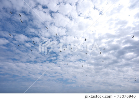 A flock of seabirds A flock of seabirds 73076940