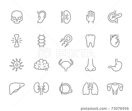 Set of human organs line icon. Tooth, egg sperm, brain, bladder, nose, stomach, liver and more. 73076956