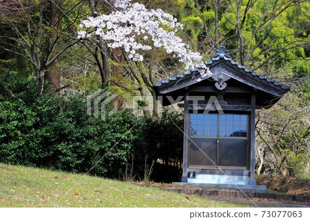 櫻花盛開，Kagonji寺，59歲（岐阜縣I美郡I川町谷富） 73077063