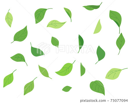 Leaf 5 fresh green 73077094
