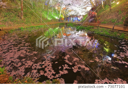 [Nagano Prefecture] Night cherry blossoms at Takato Castle Ruins 73077101