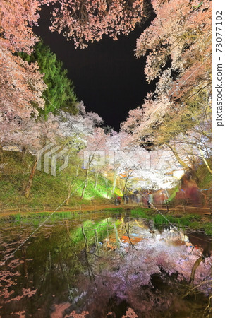 [Nagano Prefecture] Night cherry blossoms at Takato Castle Ruins 73077102