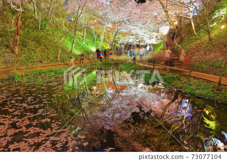 [Nagano Prefecture] Night cherry blossoms at Takato Castle Ruins 73077104