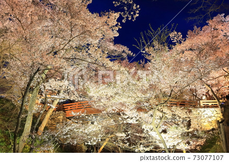 [Nagano Prefecture] Night cherry blossoms at Takato Castle Ruins 73077107