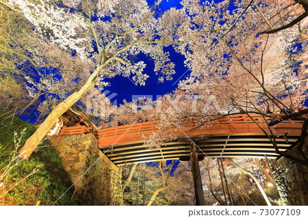 [Nagano Prefecture] Night cherry blossoms at Takato Castle Ruins 73077109