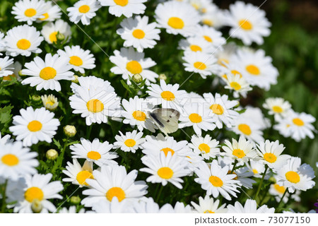 Cabbage white butterfly perching on Margaret Cabbage white butterfly perching on Margaret 73077150