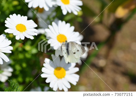 Cabbage white butterfly perching on Margaret Cabbage white butterfly perching on Margaret 73077151