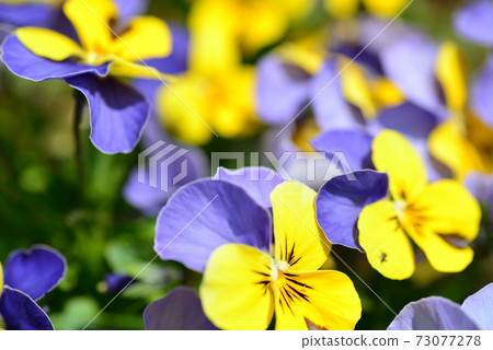Blue and yellow pansy Blue and yellow pansy 73077278