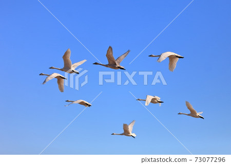 一排天鵝 73077296