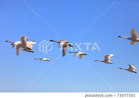 A row of swans A row of swans 73077301