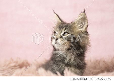 主庫恩的小貓在蓬鬆的貓床上的輪廓 73077770