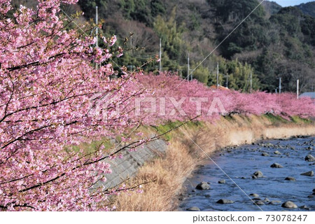 河津櫻和河津河 河津櫻和河津河 73078247