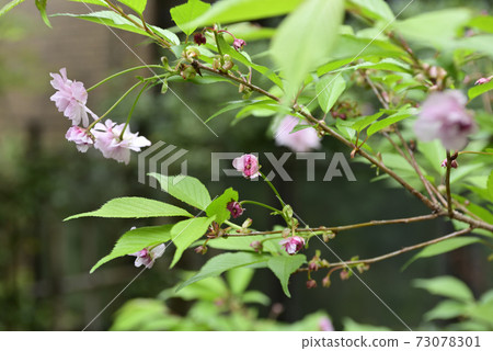 Niijima Yae no Sakura 73078301