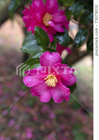 Camellia 73079032