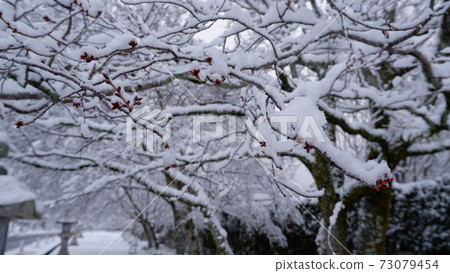 冬天下雪天吉馬場 73079454