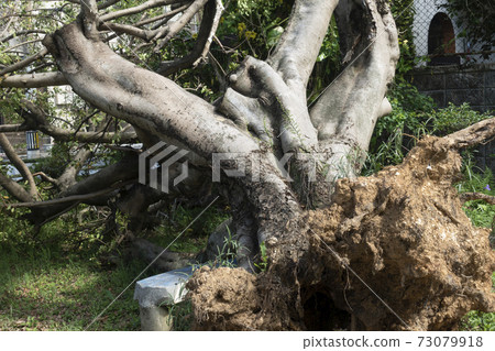 A large banyan tree that is uprooted 73079918