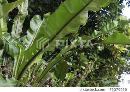 在沖繩見過的大芭蕉葉 73079926