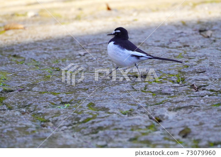 Black-backed wagtail 73079960