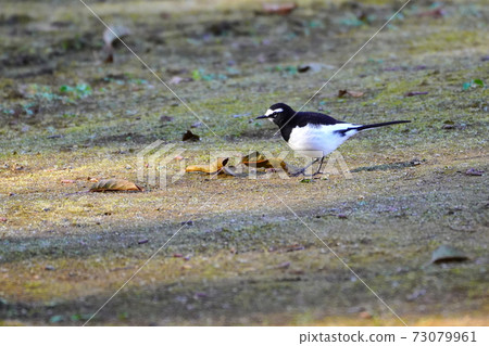 Black-backed wagtail 73079961