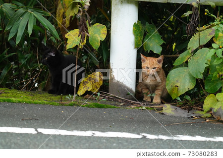 The rice given to the stray cat kitten brothers is eaten by a stranger tiger, and the kitten's tea tiger and black cat are lonely. The rice given to the stray cat kitten brothers is eaten by a stranger tiger, and the kitten's tea tiger and black cat are lonely. 73080283