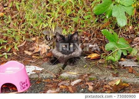 A stray cat kitten wrapped in a splendid fur like a luxury brand item 73080900