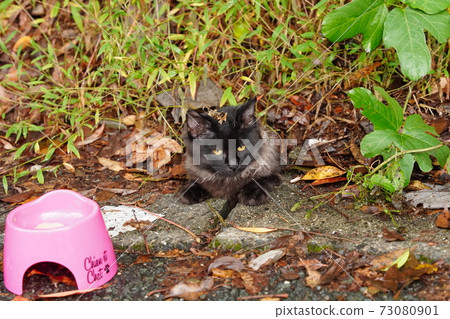 A stray cat kitten wrapped in a splendid fur like a luxury brand item 73080901
