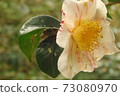 Sasanqua flowers 73080970