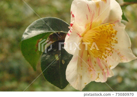 Sasanqua flowers 73080970