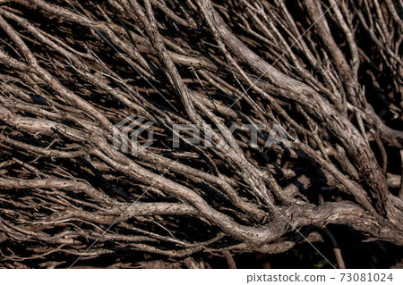 Woody rosemary stems 73081024