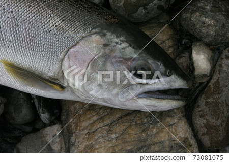 From the feeling of scales, I think this cherry salmon came up from the sea. From the feeling of scales, I think this cherry salmon came up from the sea. 73081075