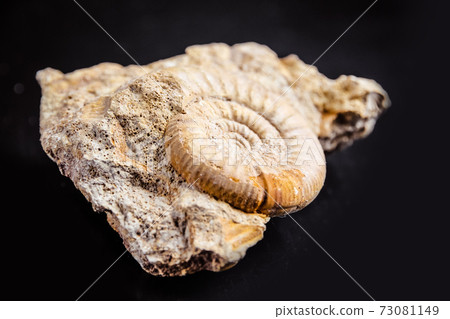 Ammonite fossil isolated on a black background 73081149