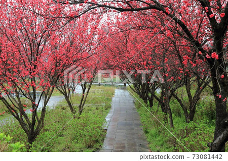 花友之裡：地下城87（岐阜縣本宿市撒哈拉） 73081442