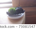 Moss and driftwood objects 73081547