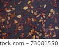 Fallen leaves  73081550