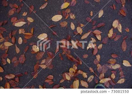 Fallen leaves  73081550