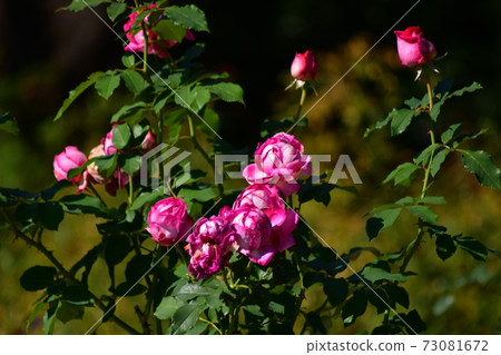Pink rose Pink rose 73081672