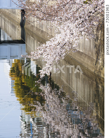 櫻花在水面上 櫻花在水面上 73081963