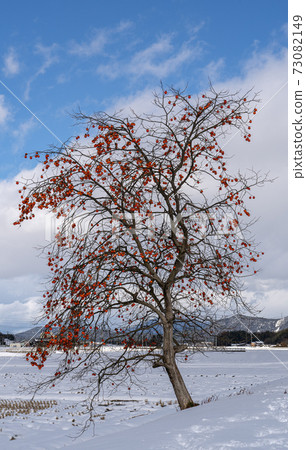 A persimmon tree in a snowy landscape A persimmon tree in a snowy landscape 73082149