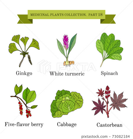 Vintage collection of hand drawn medical herbs and plants 73082184