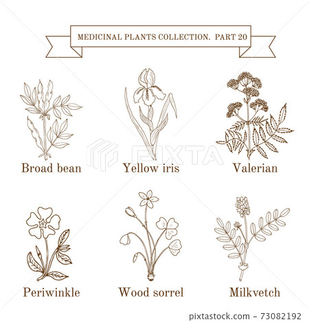 Vintage collection of hand drawn medical herbs and plants 73082192