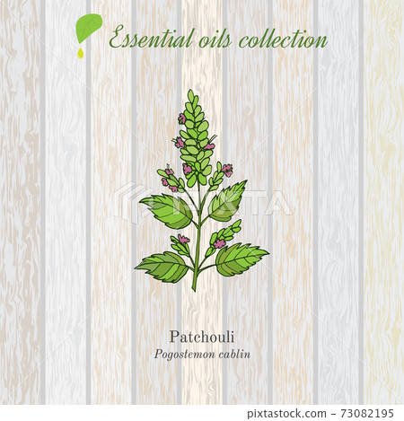 Patchouli, essential oil label, aromatic plant. 73082195
