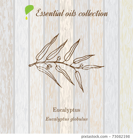 Eucalyptus, essential oil label, aromatic plant. Eucalyptus, essential oil label, aromatic plant. 73082198