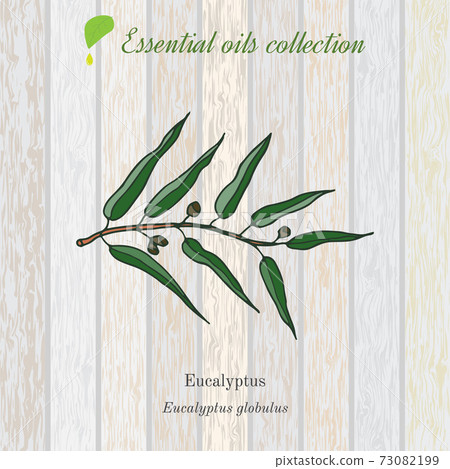 Eucalyptus, essential oil label, aromatic plant. Eucalyptus, essential oil label, aromatic plant. 73082199