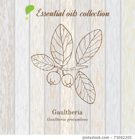 Gaultheria, essential oil label, aromatic plant Gaultheria, essential oil label, aromatic plant 73082205