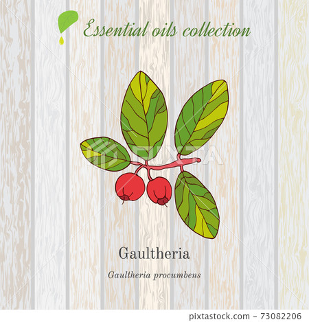 Gaultheria, essential oil label, aromatic plant Gaultheria, essential oil label, aromatic plant 73082206
