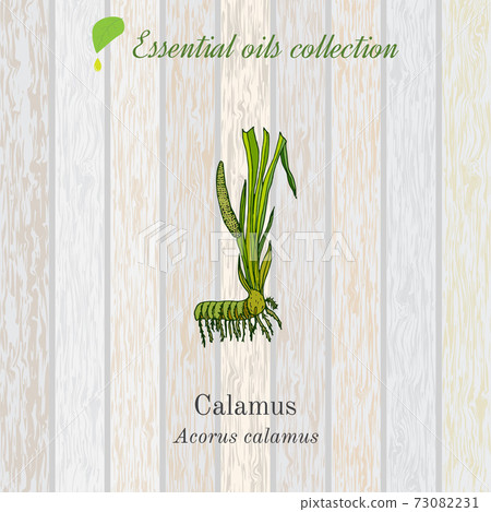 calamus, essential oil label, aromatic plant. calamus, essential oil label, aromatic plant. 73082231
