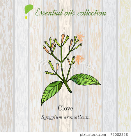 Clove, essential oil label, aromatic plant. Clove, essential oil label, aromatic plant. 73082238