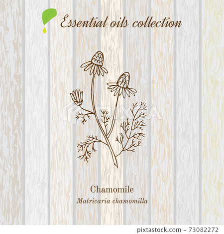 Chamomile, essential oil label, aromatic plant 73082272